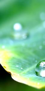 Sheet,Leaf,Dew,Large,Big,Macro,Drop