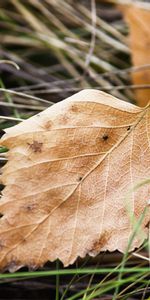 Sheet,Leaf,Dry,Nature,Macro