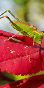 Sheet,Leaf,Grasshopper,Macro,Maple