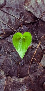 Sheet,Leaf,Heart,Humid,Fallen,Autumn,Wet,Love