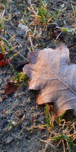 Sheet,Leaf,Land,Hoarfrost,Frost,Oak,Nature,Earth,Cold