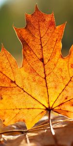 Sheet,Leaf,Nature,Maple,Veins