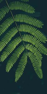 Sheet,Leaf,Plant,Fern,Nature