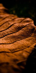 Sheet,Leaf,Shadow,Dry,Brown,Dark