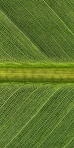 Sheet,Leaf,Streaks,Macro,Stripes