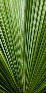 Sheet,Leaf,Streaks,Nature,Stripes