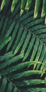 Sheet,Leaf,Vegetation,Nature,Carved,Branch,Plant