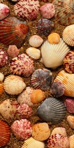 Shells,Background