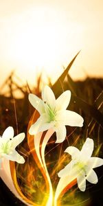 Shine,Flowers,Light,Field,Abstract