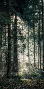 Shine,Fog,Branches,Light,Trees,Nature,Forest