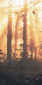 Aube,Brouillard,Forêt,Nature,Lumière,Arbres,Briller