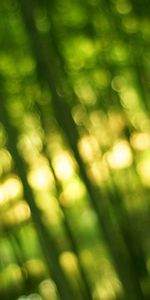 Shine,Light,Bamboo,Boquet,Macro,Greens,Bokeh