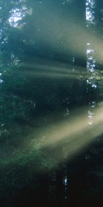 Shine,Light,Beams,Rays,Haze,Nature,Trees,Sun