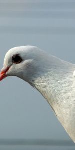 Shine,Light,Bird,Dove,Animals,Feather