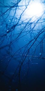 Shine,Light,Branches,Drops,Glare,Wet,Dark