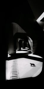 Shine,Light,Columns,Column,Cat,Black And White