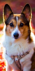 Corgi Gallois,Lumière,Muselière,Animaux,Briller,Museau,Chien