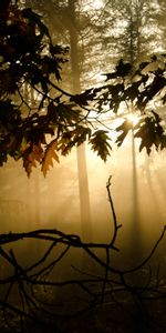 Forêt,Brouillard,Lumière,Branches,Briller,Crépuscule,Nature