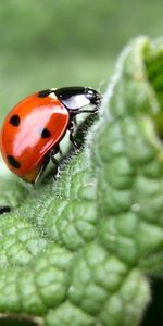 Shine,Light,Insect,Ladybird,Crawl,Ladybug,Leaves,Macro