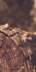 Shine,Light,Miscellanea,Miscellaneous,Bark,Stump,Penek,Log