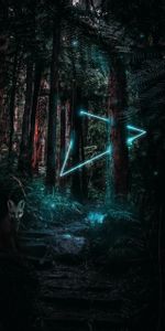 Shine,Light,Miscellanea,Miscellaneous,Forest,Triangle,Fox,Magic