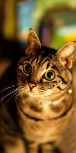 Shine,Light,Muzzle,Striped,Sight,Opinion,Animals,Cat