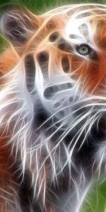 Shine,Light,Muzzle,Tiger,Abstract,Lines,Glow