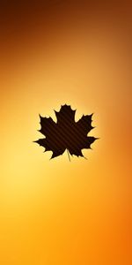 Shine,Light,Sheet,Leaf,Maple,Autumn,Minimalism