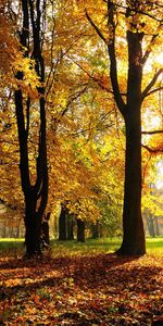 Shine,Light,Trees,Autumn,Nature