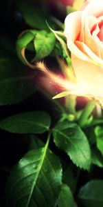 Shine,Rose Flower,Light,Rose,Petals,Abstract