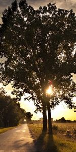 Shine,Tree,Path,Stroll,Trail,Light,Nature,Wood