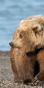 Shore,Bank,Bear,Shadow,Stroll,Animals