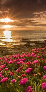 Shore,Bank,Field,Nature,Water,Flowers