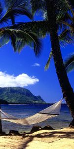 Shore,Bank,Hammock,Nature,Palms,Beach