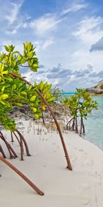 Sable,Mangrove,Feuilles,Banque,Rive,Nature