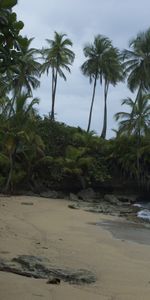 Shore,Bank,Nature,Sea,Palms,Landscape