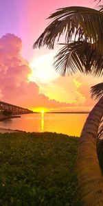 Shore,Bank,Palm,Bridge,Evening,Nature,Sunset