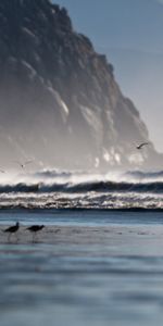 Shore,Bank,Rider,Horseman,Nature,Birds,Horse,Sea