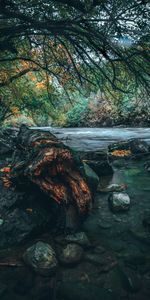 Orilla,Banco,Naturaleza,Agua,Ríos,Árboles,Stones,Paisaje