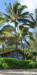 Shore,Bank,Thicket,Thickets,Nature,Palms,Sand,Beach,House