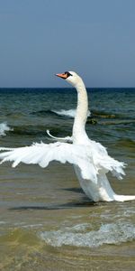 Shore,Swan,Sweep,Animals,Bank,Bird,Wings,Wave,Waves