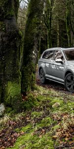 Forêt,Passat,Mousse,Vue De Côté,Voitures,Volkswagen