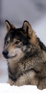 Visión,Vigilancia,Animales,Depredador,Nieve,Opinión,Lobo