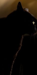 Sight,Opinion,Animal,Dark,Cat