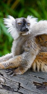 Sight,Opinion,Animal,Lemur,Animals,Wildlife,Funny