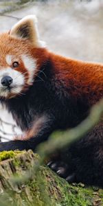 Opinion,Animaux,Vue,Animal,Petit Panda,Panda Rouge,Panda