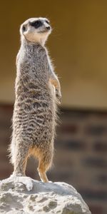 Sight,Opinion,Animal,Surikat,Meerkat,Animals,Funny