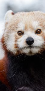 Vue,Opinion,Animal,Sauvage,Petit Panda,Marron,Animaux