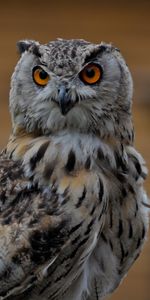 Sight,Opinion,Animals,Bird,Grey,Owl