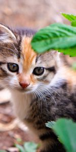 Sight,Opinion,Animals,Leaves,Kitten,Kitty